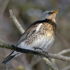 Turdus pilaris