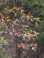 Photinia niitakayamensis
