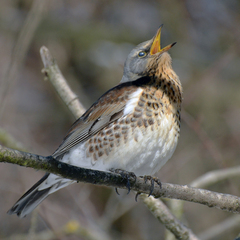 Turdus pilaris