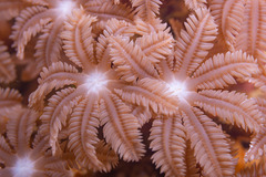 Clavularia
