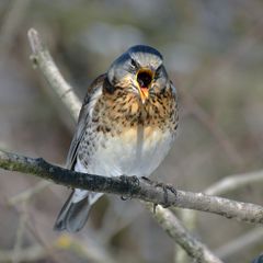 Turdus pilaris