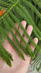 Araucaria heterophylla