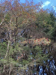 Photinia niitakayamensis