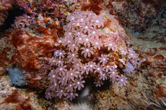 Clavularia