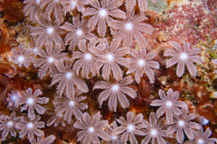 Clavularia