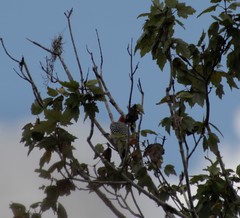Melanerpes carolinus image
