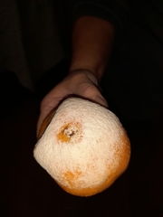 Penicillium digitatum