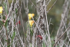 Oenothera stricta