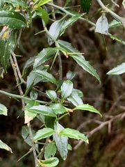 Prinsepia scandens