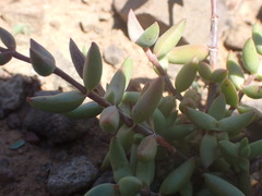 Crassula subaphylla