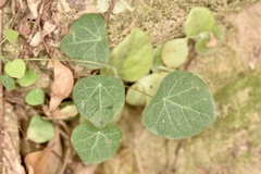 Cyclea hypoglauca