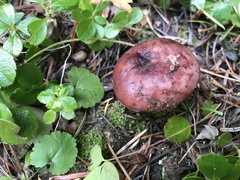 Russula mordax