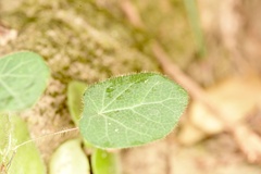 Cyclea hypoglauca