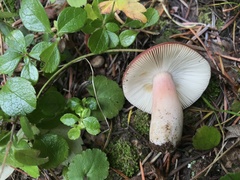 Russula mordax