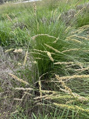 Carex appressa