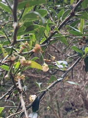 Prinsepia scandens