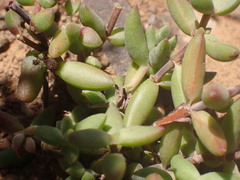 Crassula subaphylla