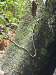 Dendrelaphis pictus