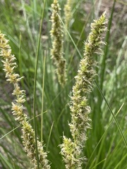 Carex appressa