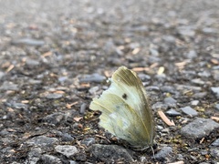 Pieris rapae crucivora