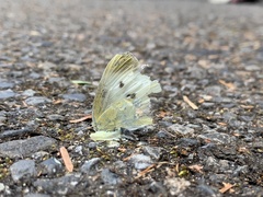 Pieris rapae crucivora