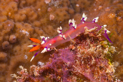 Coryphellina exoptata