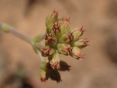 Crassula subaphylla