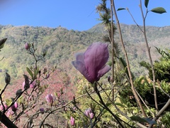 Magnolia liliiflora