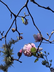 Magnolia liliiflora