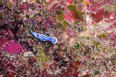 Chromodoris lochi