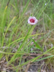Centranthera cochinchinensis