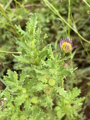 Centipeda thespidioides