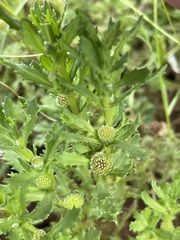 Centipeda thespidioides