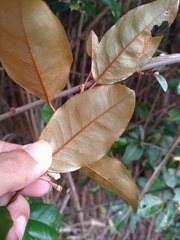 Elaeagnus glabra