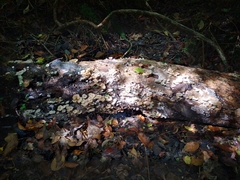 Xeromphalina leonina