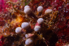 Pseudodistoma arborescens