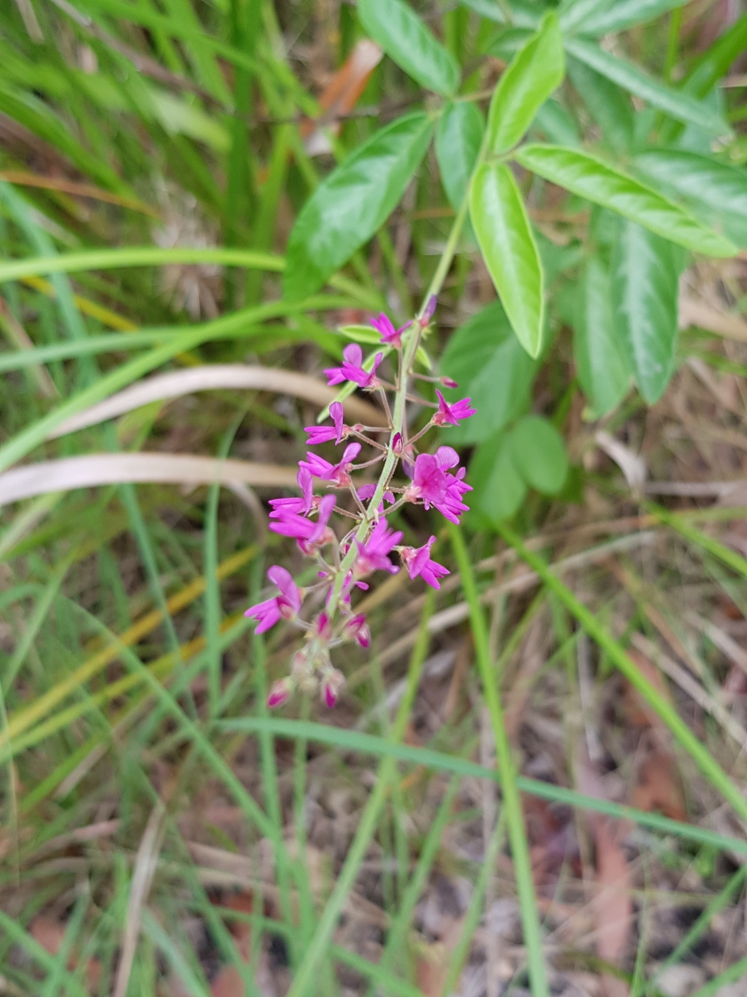 Desmodium incanum (Sw.) DC.