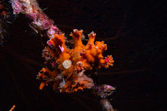 Chicoreus palmarosae