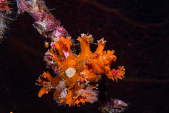 Chicoreus palmarosae