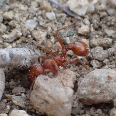 Pogonomyrmex subnitidus