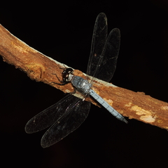 Tyriobapta kuekenthali