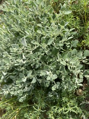 Chenopodium desertorum