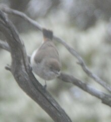 Acanthiza uropygialis