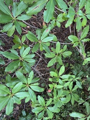 Rhododendron macrophyllum