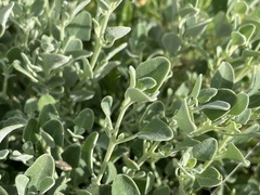 Chenopodium desertorum