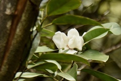 Magnolia maudiae