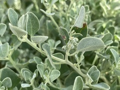 Chenopodium desertorum