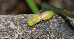 Colletidae