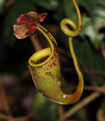 Nepenthes bicalcarata
