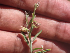 Polygala bowkerae